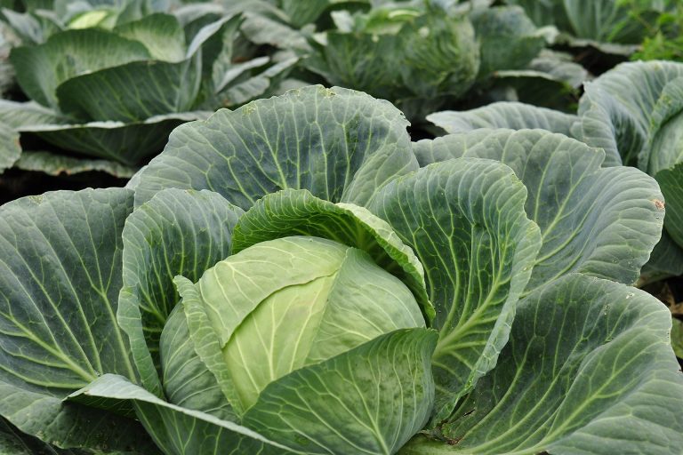 cabbage-1498842_1920