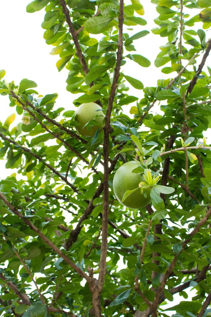 calabash-tree-6712419_1920