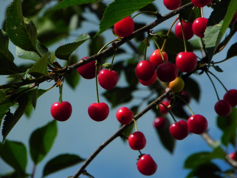 cherries-598170_1920