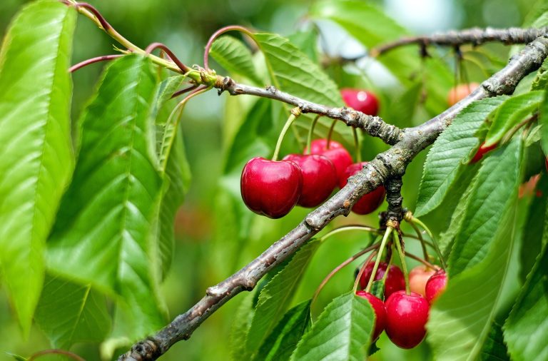 cherry-1437707_1920