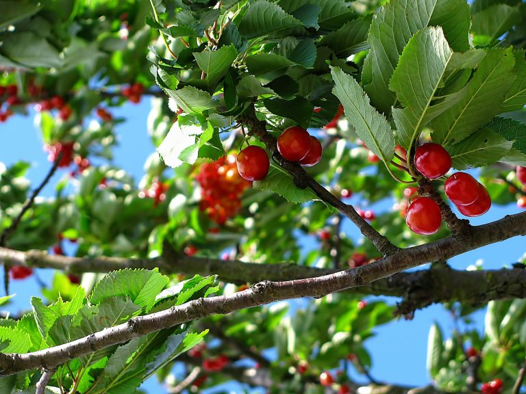 cherry-212601_1920