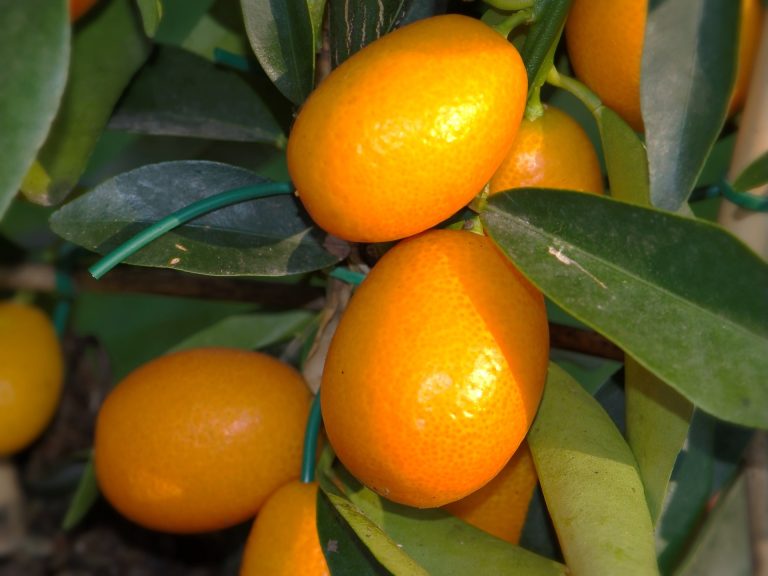 citrus-5018408_1920