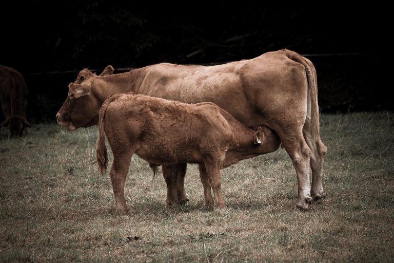cow-8329667_1920