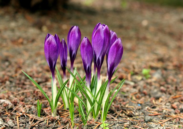 crocuses-4896815_1920