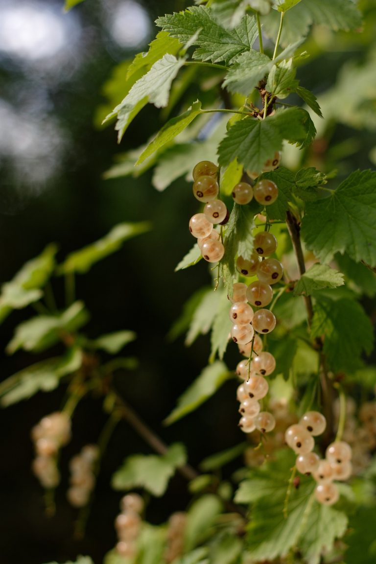 currant-3529447_1920