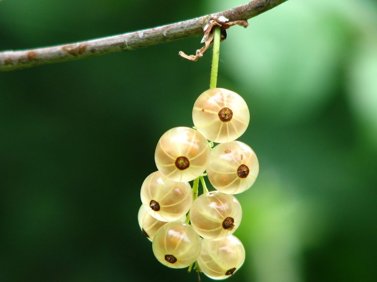 currant-372626_1920