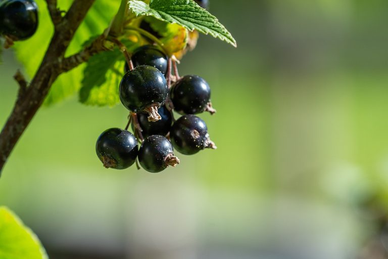currants-3496178_1920