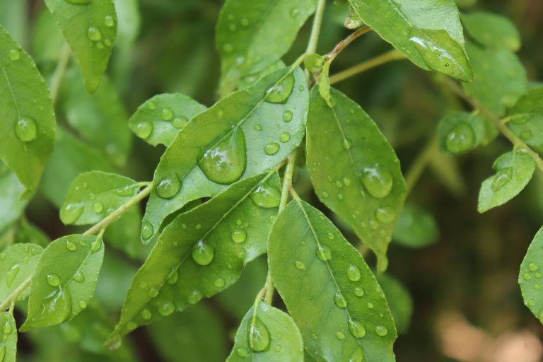 curry-leaf-4943943_1920