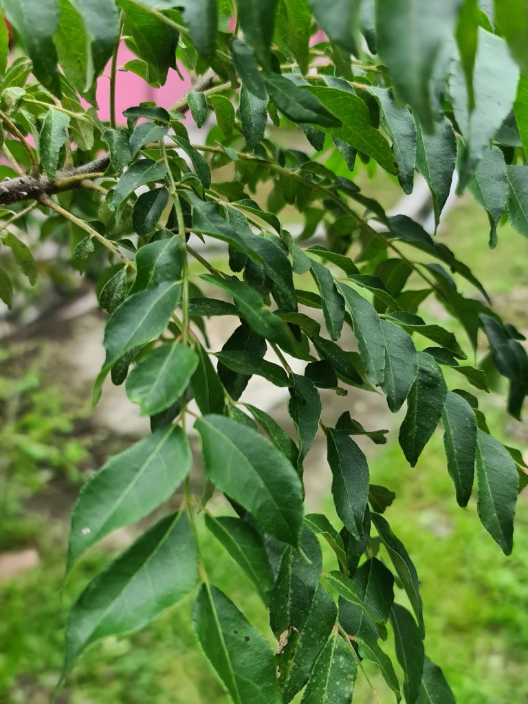 curry-leaf-5373239_1920
