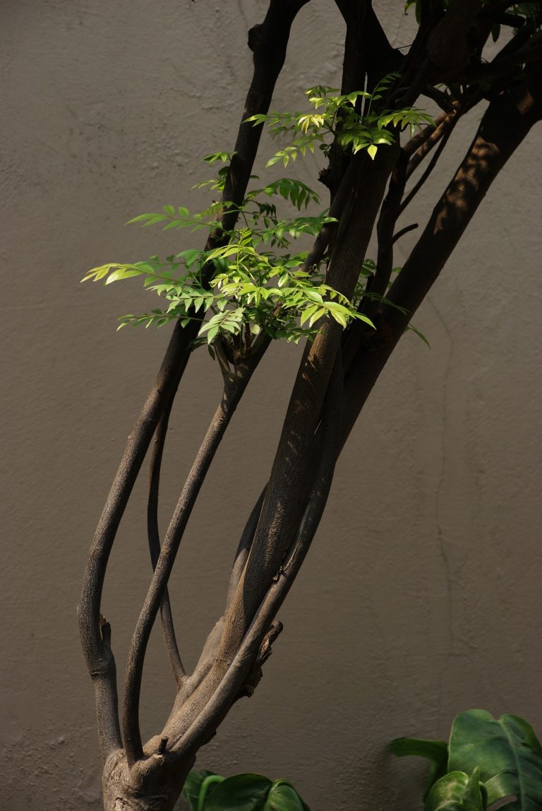 curry-leaves-61237_1920