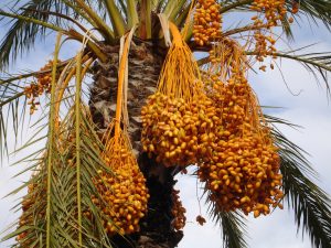 date-palm-223247_1920