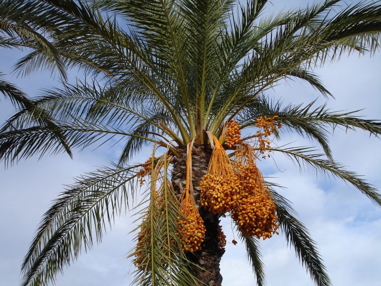 date-palm-223250_1920