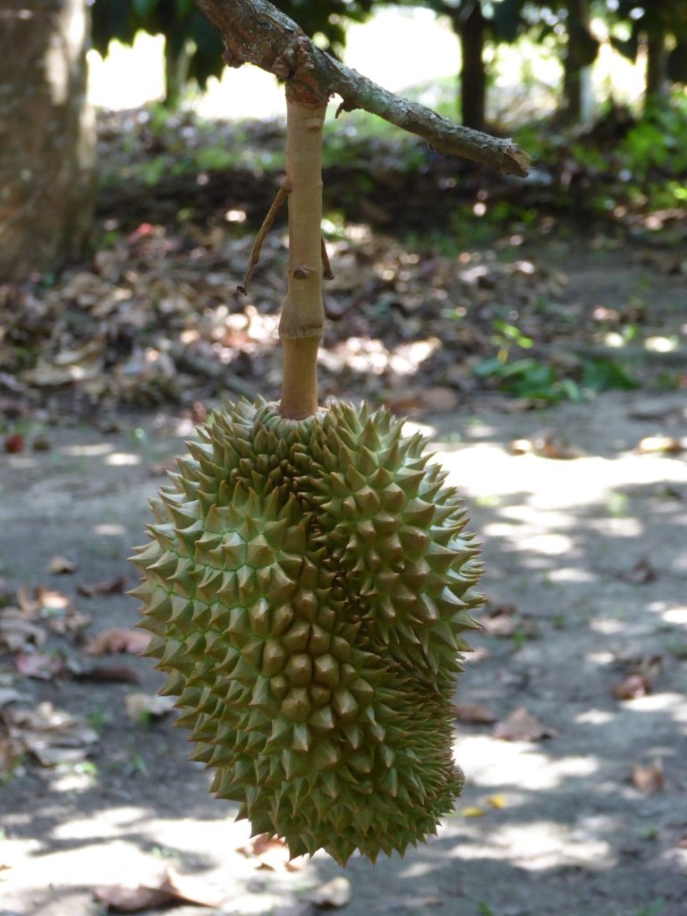 durian-6008197_1920
