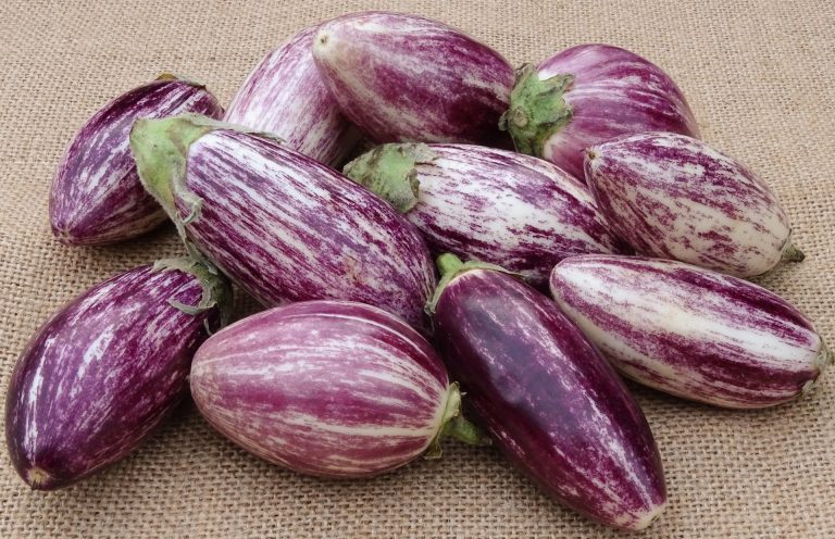 eggplant-3247609_1920