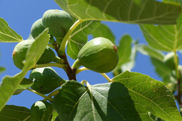 fig-tree-1658686_1920