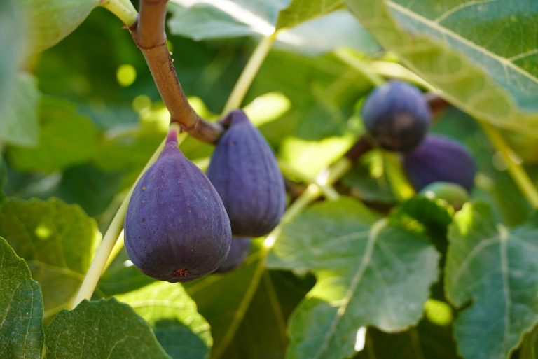 figs-7421496_1920