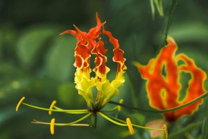 flame-lily-5771502_1920