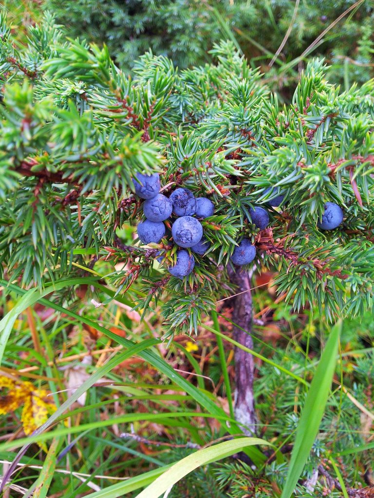 forest-734493_1920