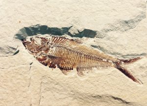 fossil-514980_1920