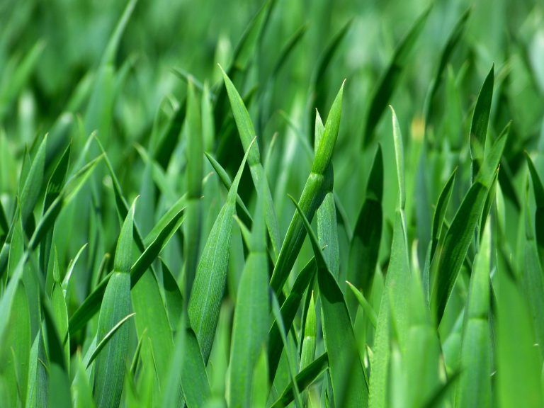 grass-383284_1920