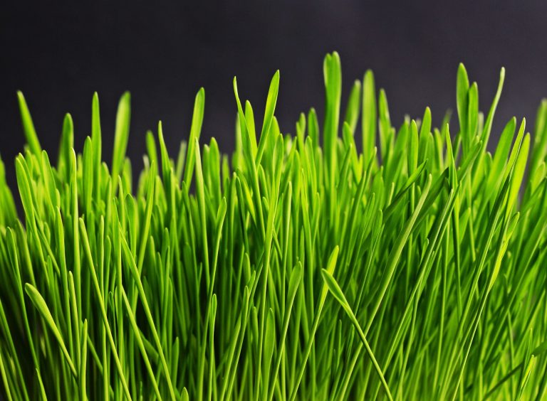 grass-534873_1920