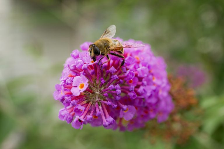 honeybee-8137242_1920