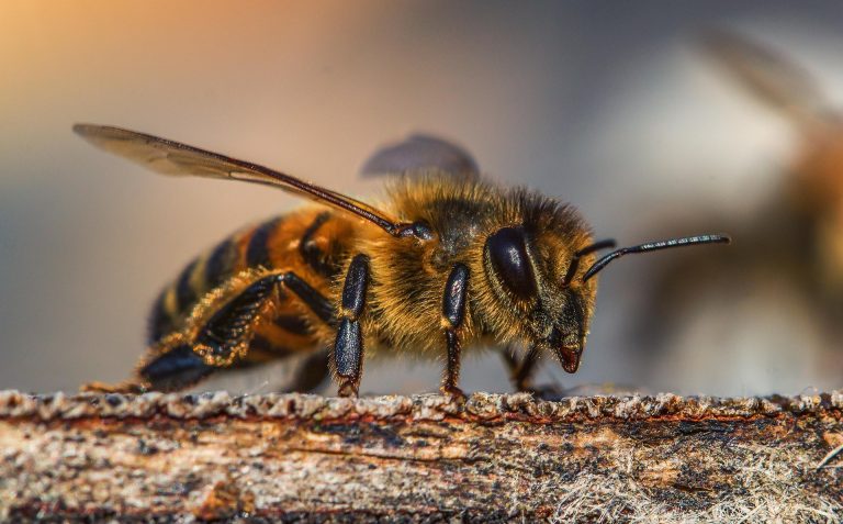 insect-3330060_1920