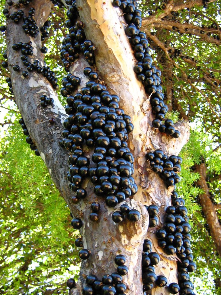 jabuticaba-834458_1920