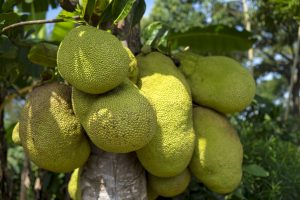 jackfruit-2108869_1920