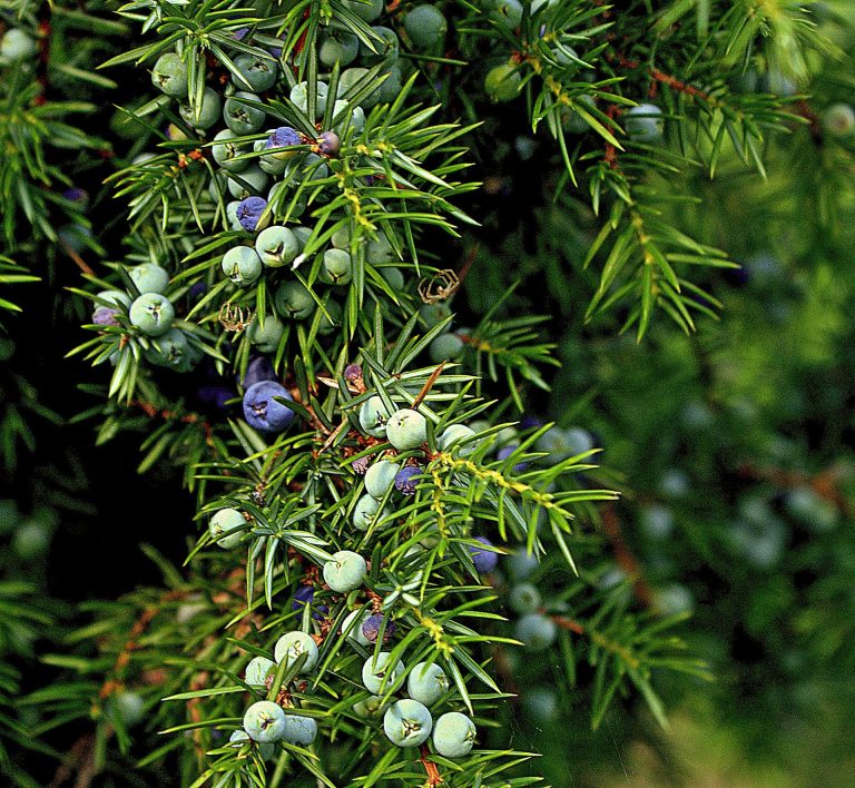 juniper-512877_1920