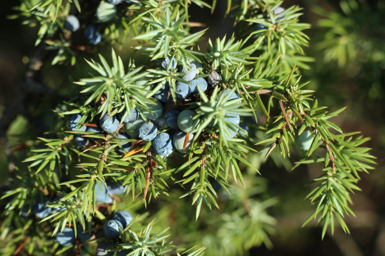 juniper-berry-4833381_1920