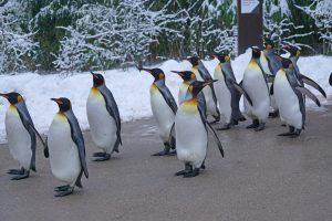 king-penguin-1154432_1920