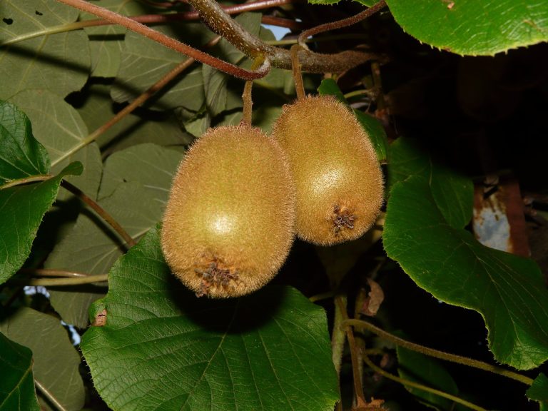 kiwi-3071_1920