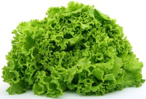 lettuce-1239155_1920