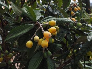 medlar-fruits-1117513_1920