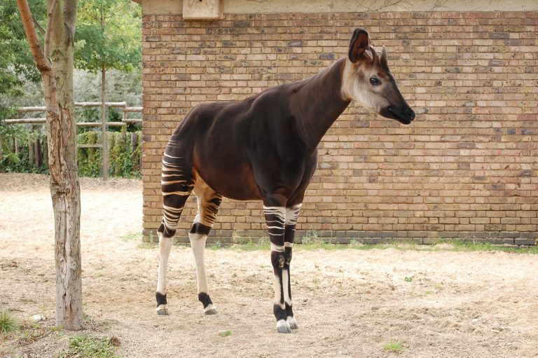 okapi-1581236_1920 (1)