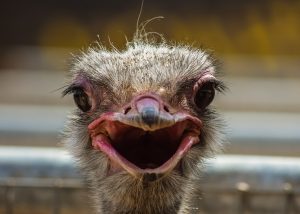 ostrich-3714252_1920