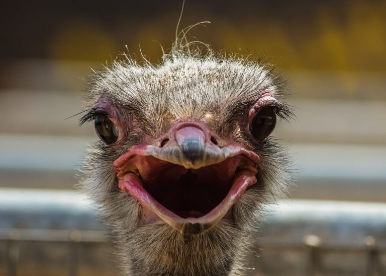 ostrich-3714252_1920