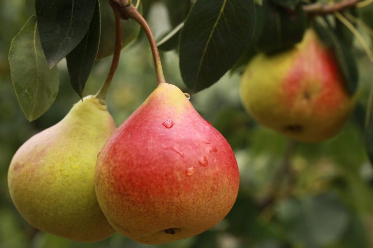pear-2297977_1920