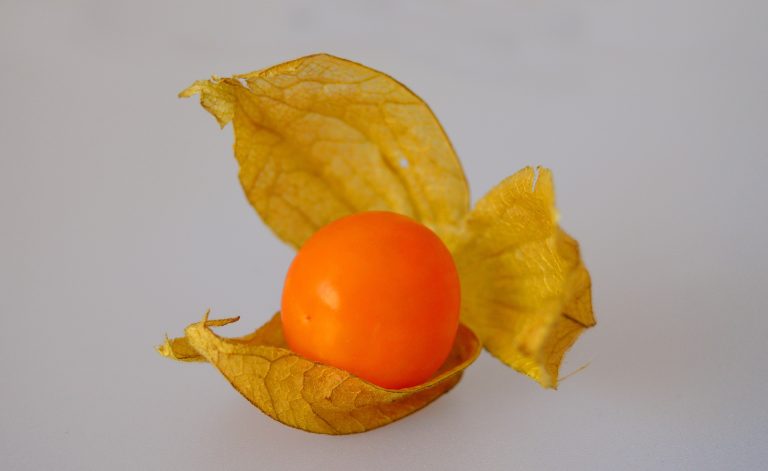 physalis-4907643_1920