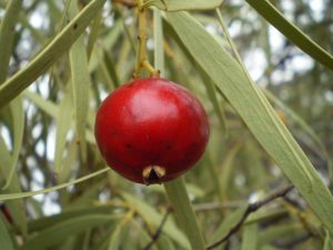 quandong-175569_1920