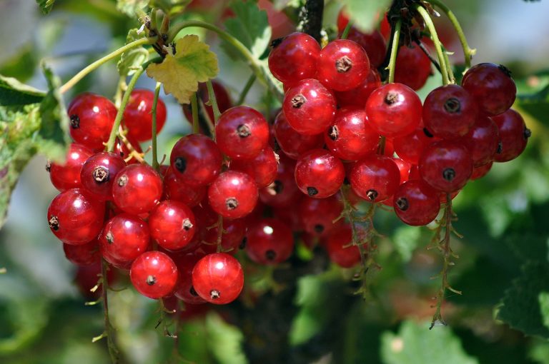 redcurrants-7337364_1920