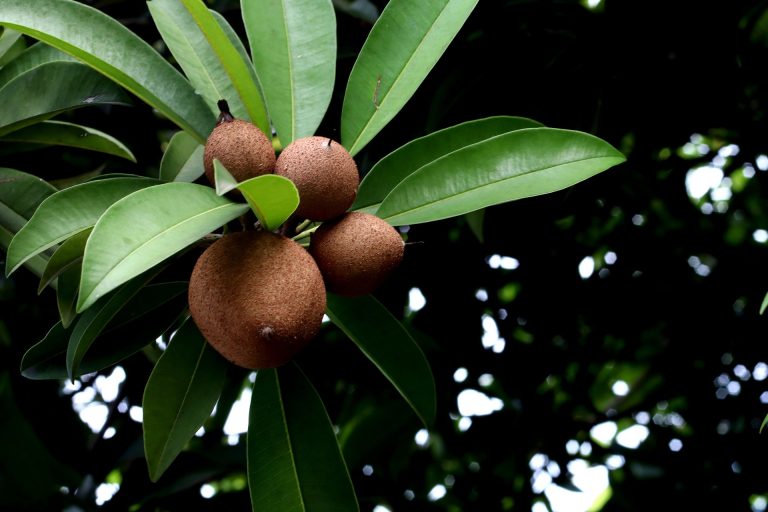 sapodilla-6524810_1920