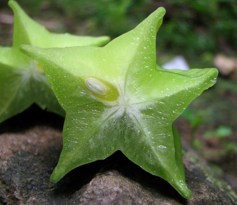 star-fruit-63091_1280