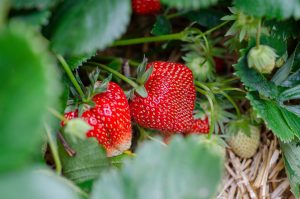 strawberries-7323943_1920