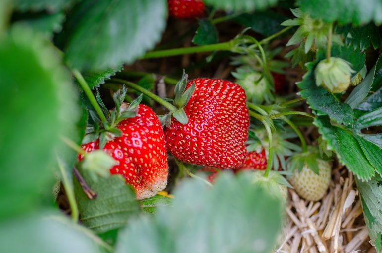 strawberries-7323943_1920