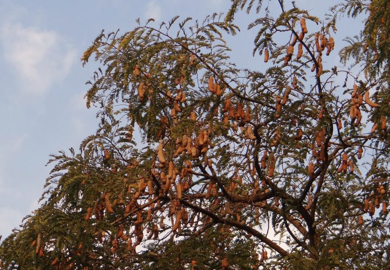 tamarind-tree-324023_1920