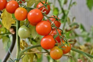 tomatoes-4434850_1920