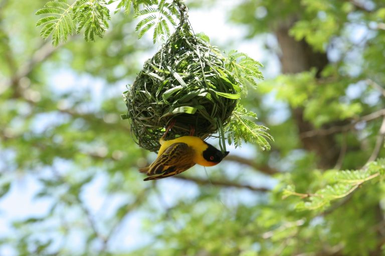 weaver-bird-4679058_1920 (1)