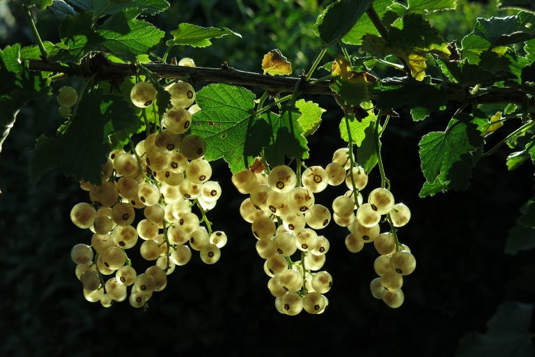 white-currant-3467373_1920